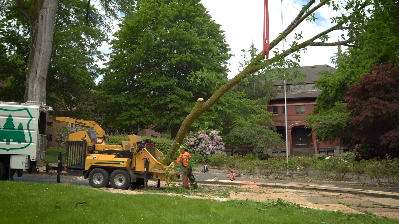 Emergency Tree Services service in Dearborn, MI