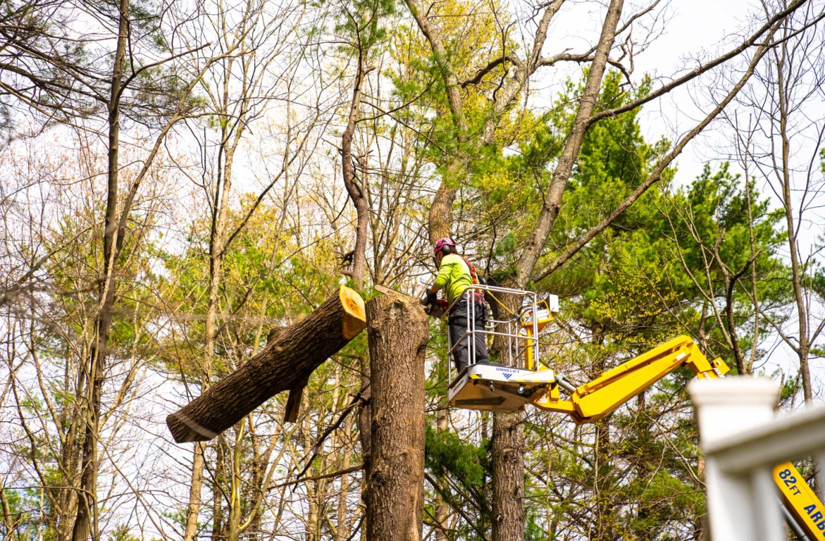 Professional tree service specialist working on tree removal in Dearborn, MI